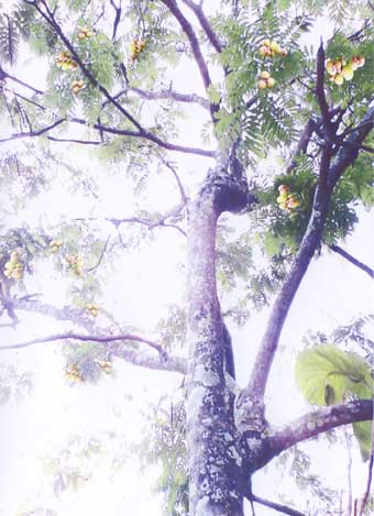 Lwl-001(Soapberry)
